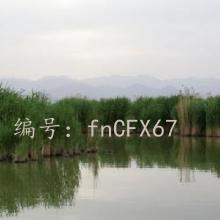 ۾
