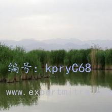 Ա