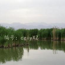 Ա
