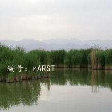 ʧ